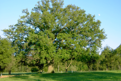 alte-eiche-bei-langensteinach-pict3109-2000x1500-1